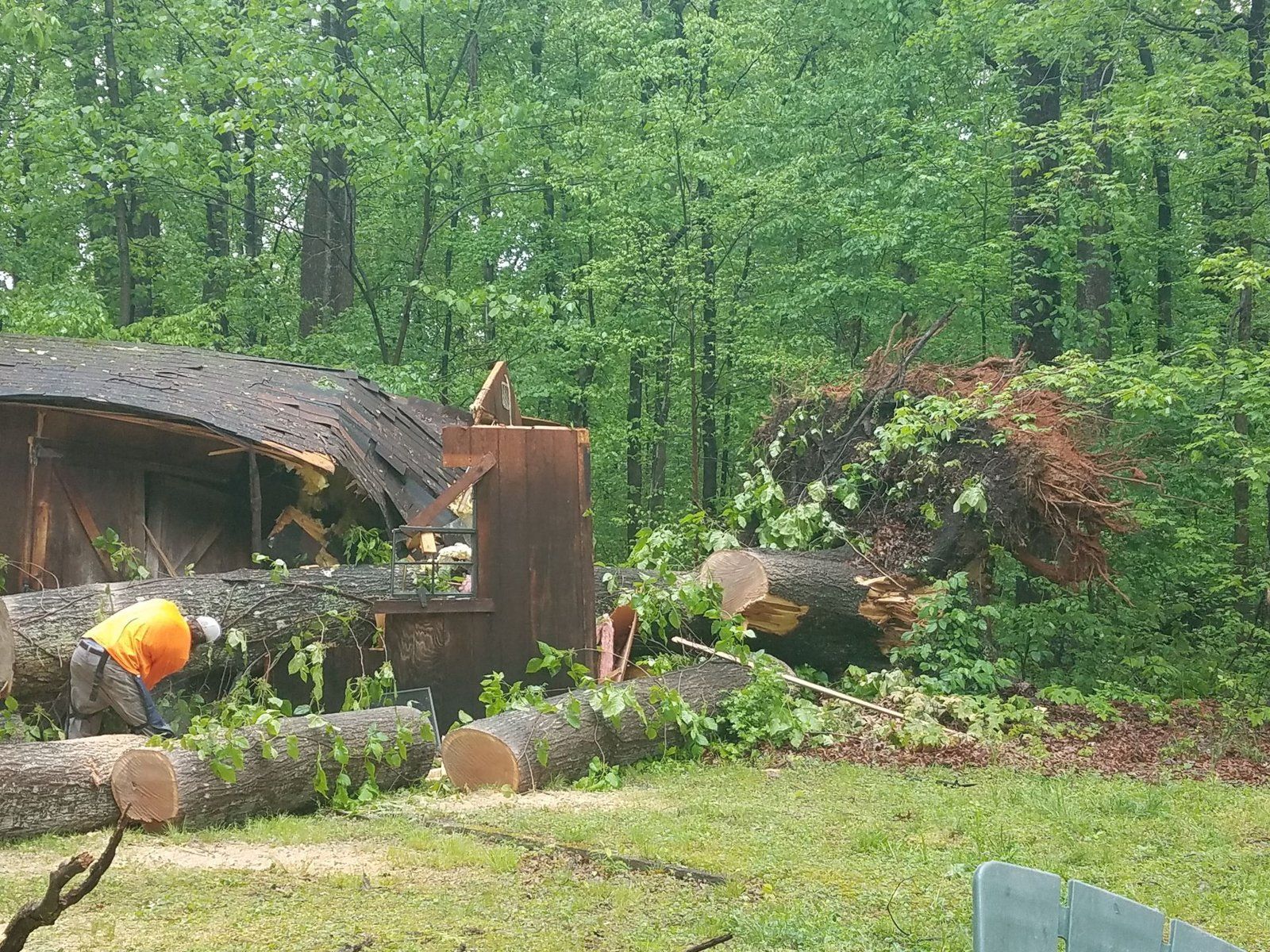 Storm-felled tree cut into rounds beside a damaged shed