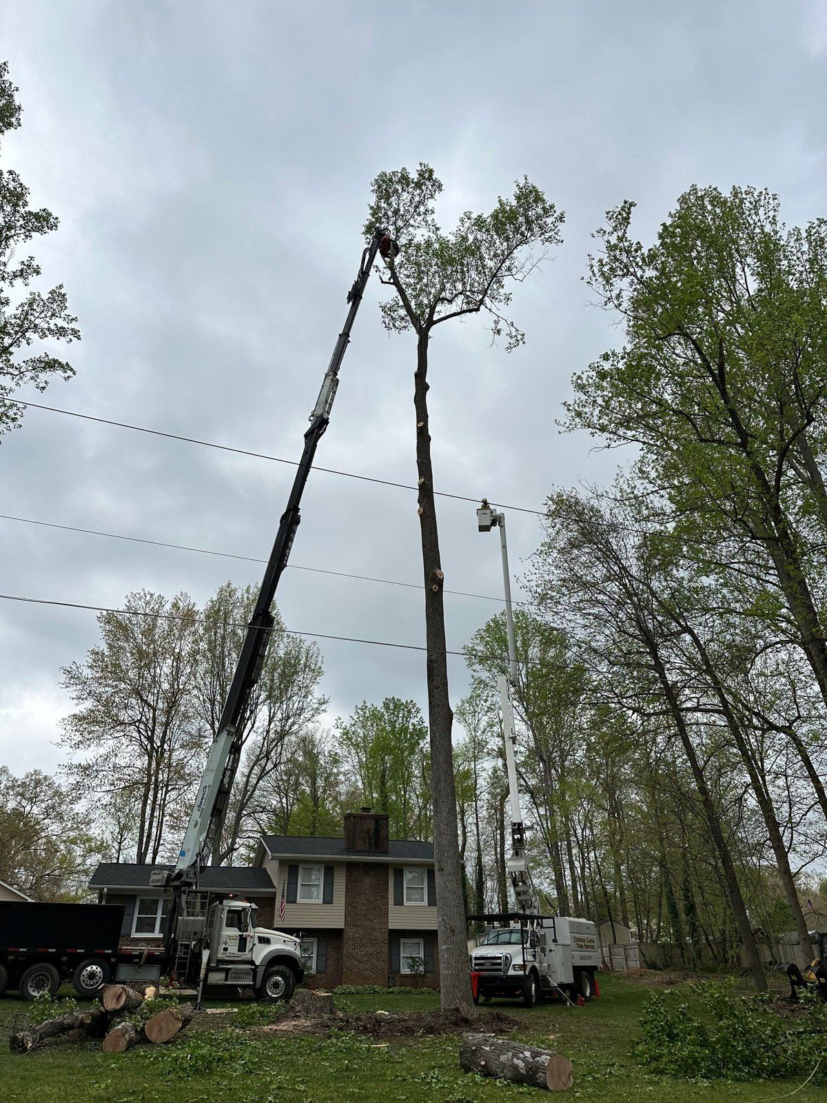Crane removing a tall pine in a neighborhood